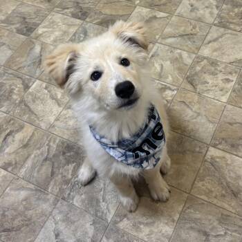 Great Pyrenees Dogs Available for Adoption - Popcorn | PetCurious