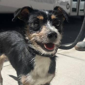 Spoon -  Parson Russell Terrier Dog for Adoption in Walnut Creek, California - Spoon | PetCurious
