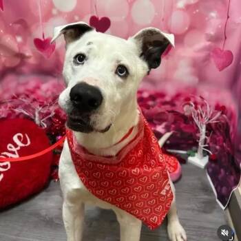 Mixed Breed Dogs Available for Adoption - Duke | PetCurious