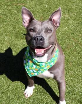 Mixed Breed Dogs Available for Adoption - Evie | PetCurious