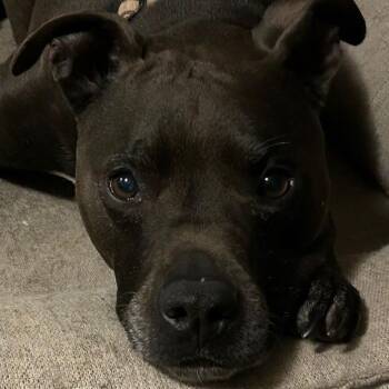 Carter -  Pit Bull Terrier and Mixed Breed Dog for Adoption in Corvallis, Oregon - Carter | PetCurious