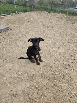 Mixed Breed Dogs Available for Adoption in Maquoketa, Iowa - Dandy | PetCurious