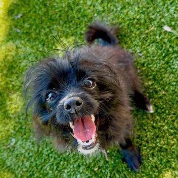 Alice -  Chihuahua and Mixed Breed Dog for Adoption in Northville, Michigan - Alice | PetCurious