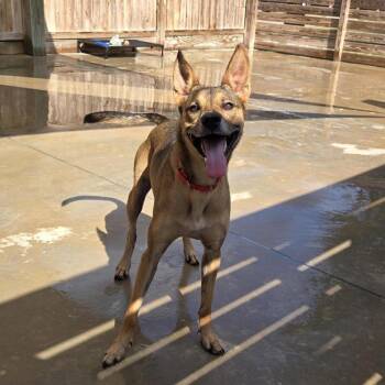 Ms. Pep -  Shepherd Dog for Adoption in Freeport, Florida - Ms. Pep | PetCurious