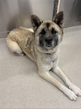 Akita and Mixed Breed Dogs Available for Adoption in Fairbanks, Alaska - ECHO | PetCurious
