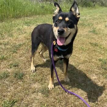 Rescue Rottweiler Dogs for Adoption in Allegan, Michigan - Indie | PetCurious