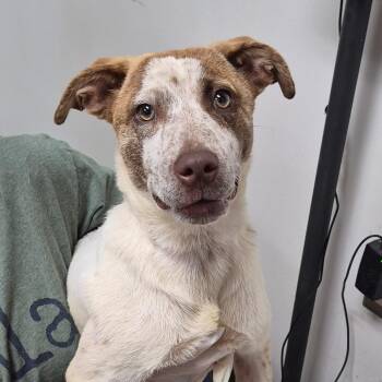 Phoenix -  Australian Shepherd and Labrador Retriever Dog for Adoption in Hattiesburg, Mississippi - Phoenix | PetCurious