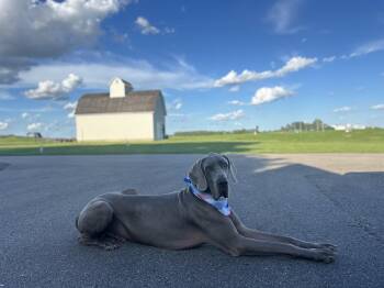 Lucky -  Great Dane Dog for Adoption in Elkhorn, Wisconsin - Lucky | PetCurious