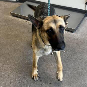 108142 -  Mixed Breed Dog for Adoption in Las Cruces, New Mexico - 108142 | PetCurious