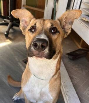 Max -  Shepherd and Mixed Breed Dog for Adoption in West Memphis, Arkansas - Max | PetCurious