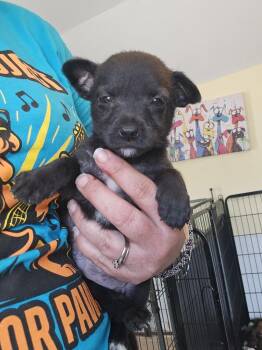 Maltese Dogs Available for Adoption - Bacon Crumbles | PetCurious