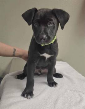 Labrador Retriever Dogs Available for Adoption in Phoenix, Oregon - Vader | PetCurious