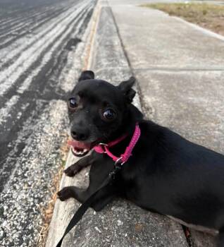 Suzie Q -  Chihuahua Dog for Adoption in Boston, Massachusetts - Suzie Q | PetCurious