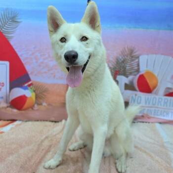Rescue Siberian Husky Dogs for Adoption in Long Beach, California - CAMARILLO | PetCurious
