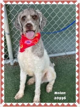 NOLAN see also BAILEY -  Standard Poodle Dog for Adoption in Marietta, Georgia - NOLAN See Also BAILEY | PetCurious
