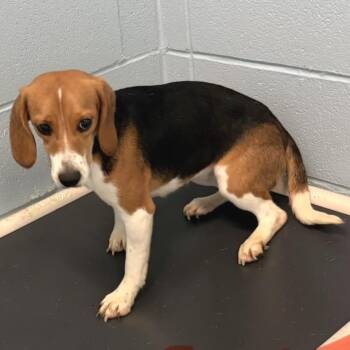 Bagel 3095 -  Beagle Dog for Adoption in Loxahatchee Groves, Florida - Bagel 3095 | PetCurious