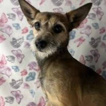 Yorkshire Terrier Dogs Available for Adoption - Sylvester - FOSTER NEEDED | PetCurious