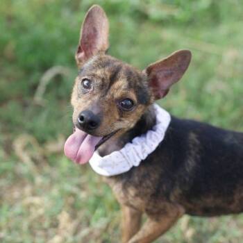 MARS -  Terrier Dog for Adoption in San Antonio, Texas - MARS | PetCurious