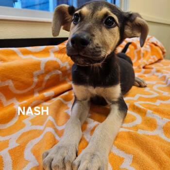 Nash -  German Shepherd Dog and Mixed Breed Dog for Adoption in Madisonville, Tennessee - Nash | PetCurious