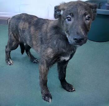 German Shepherd Dog Dogs Available for Adoption - POPPY | PetCurious