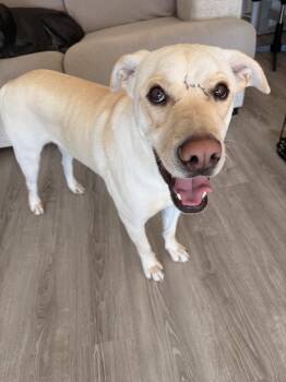 Labrador Retriever Dogs Available for Adoption - Buddy | PetCurious