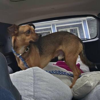 Romey aka Romulus -  Chihuahua and Mixed Breed Dog for Adoption in Overland Park, Kansas - Romey Aka Romulus | PetCurious
