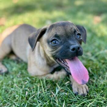 Poppy -  Pug and Mixed Breed Dog for Adoption in Coachella, California - Poppy | PetCurious