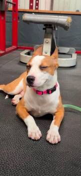 Lola -  Terrier Dog for Adoption in Paramus, New Jersey - Lola | PetCurious