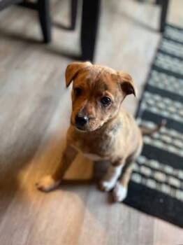 Mountain Cur Dogs Available for Adoption - Winter | PetCurious