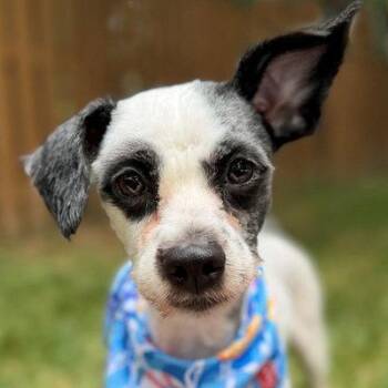 Chef -  Terrier and Lhasa Apso Dog for Adoption in Arlington, Virginia - Chef | PetCurious