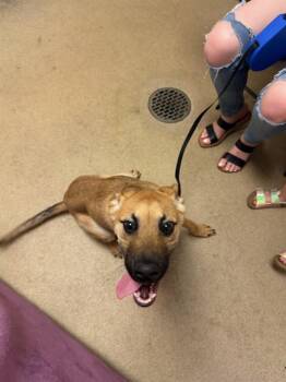 TUCKER -  German Shepherd Dog and Mixed Breed Dog for Adoption in Fort Wayne, Indiana - TUCKER | PetCurious