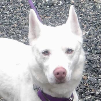 Husky Dogs Available for Adoption in Gloucester, Virginia - Elsa | PetCurious