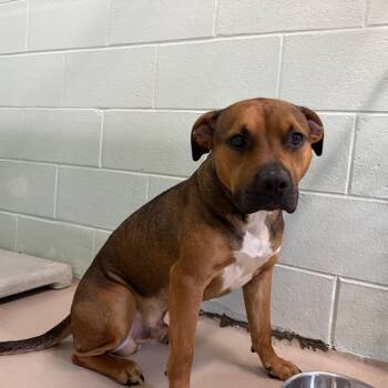 Bronco -  Mixed Breed Dog for Adoption in Newark, New Jersey - Bronco | PetCurious