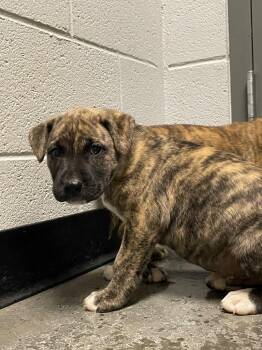 Newton Pup 7 -  Mixed Breed Dog Available for Adoption in Henderson, North Carolina - Newton Pup 7 | PetCurious