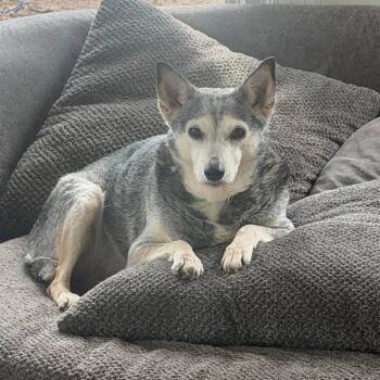 Holly -  Australian Cattle Dog Blue Heeler Dog for Adoption in Beulaville, North Carolina - Holly | PetCurious