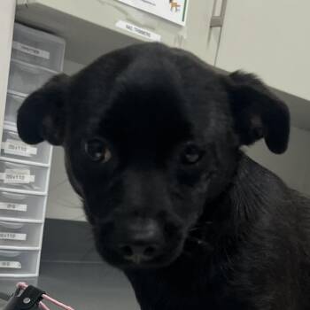 Chihuahua Dogs Available for Adoption - Mary Poppins | PetCurious