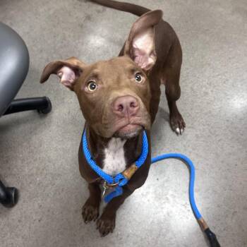 Starla -  Pit Bull Terrier Dog for Adoption in Chattanooga, Tennessee - Starla | PetCurious