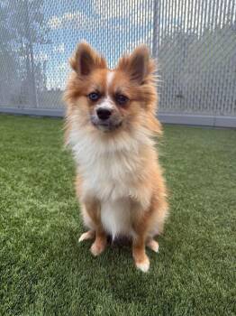 Nemo -  Pomeranian Dog for Adoption in Delson, Quebec - Nemo | PetCurious