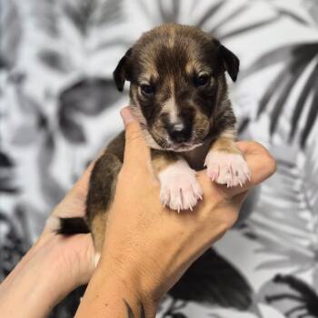 Fiesta Potatoes -  Shepherd Dog for Adoption in Wahiawa, Hawaii - Fiesta Potatoes | PetCurious