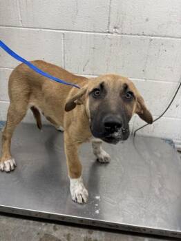 Pit Bull Terrier Dogs Available for Adoption in San Bernardino, California - ALBERT | PetCurious