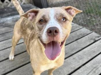 Winston -  Mixed Breed Dog for Adoption in Georgetown, Texas - Winston | PetCurious