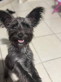 Schnauzer and Yorkshire Terrier Dogs Available for Adoption in Gainesville, Virginia - Ivory  | PetCurious