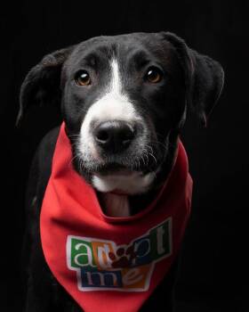 Terrier and Labrador Retriever Dogs Available for Adoption in Langley Township, British Columbia - SNOOKI | PetCurious