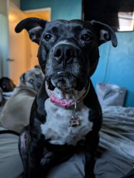 Pepper -  Pit Bull Terrier Dog for Adoption in Lincoln, California - Pepper | PetCurious