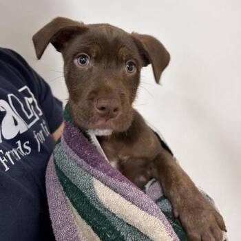 Keeper -  Labrador Retriever and Mixed Breed Dog for Adoption in Hawthorne, California - Keeper | PetCurious
