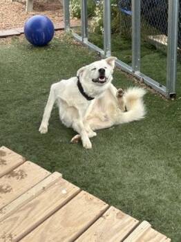 Yuki -  Great Pyrenees and Mixed Breed Dog for Adoption in Divide, Colorado - Yuki | PetCurious