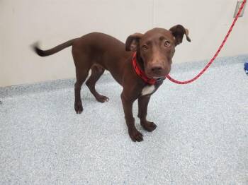 MOUSSE -  Labrador Retriever and Mixed Breed Dog for Adoption in Rowlett, Texas - MOUSSE | PetCurious