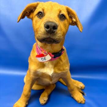 Shepherd Dogs Available for Adoption - 212 (2026) Suzie | PetCurious