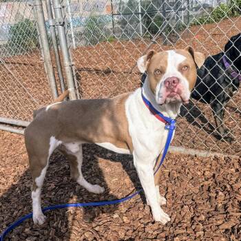 Belden -  Pit Bull Terrier Dog for Adoption in Oakland, California - Belden | PetCurious