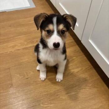 Mixed Breed Dogs Available for Adoption - Razzmatazz | PetCurious